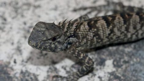Iguana Calotes wangi descubierta en China