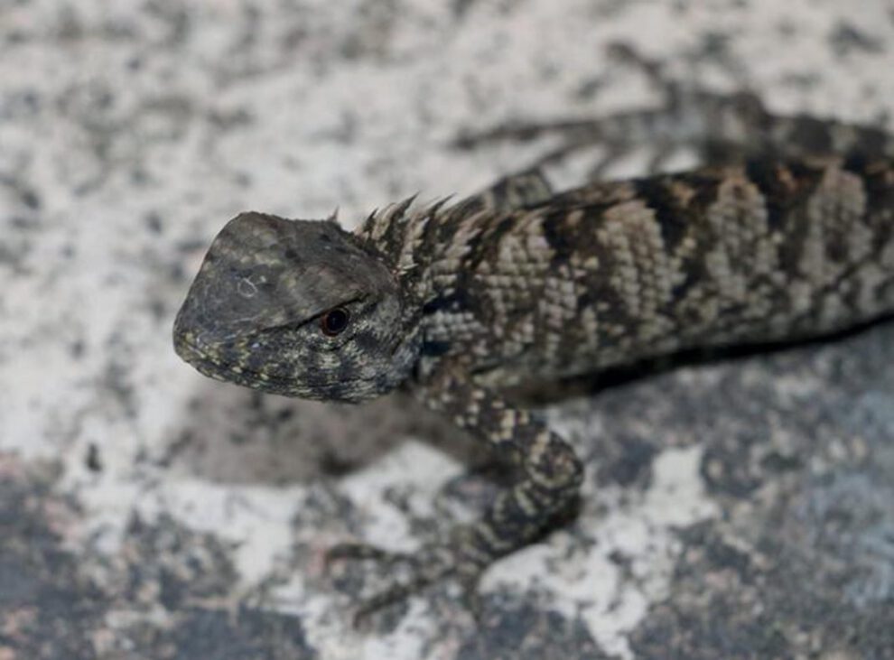 Iguana Calotes wangi descubierta en China