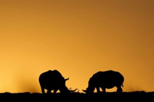 Caza furtiva de rinocerontes en Sudáfrica