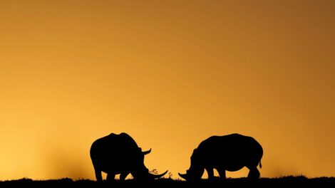 Caza furtiva de rinocerontes en Sudáfrica