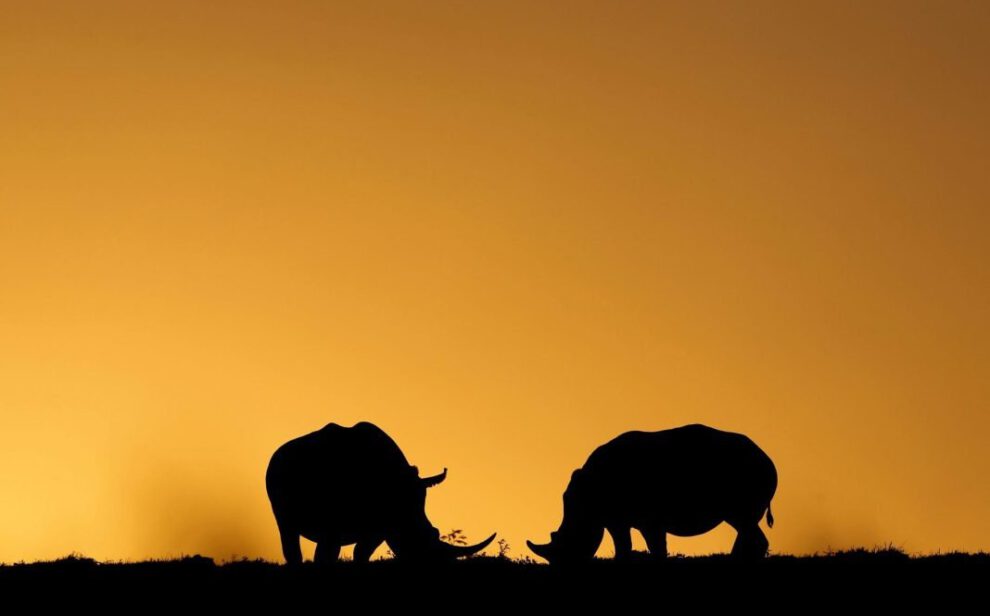 Caza furtiva de rinocerontes en Sudáfrica