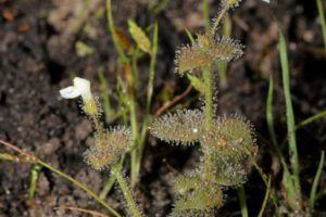 Descubren 74 especies de plantas y hongos en todo el mundo