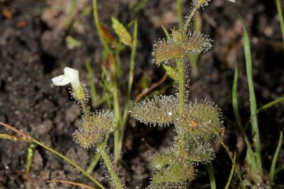 Descubren 74 especies de plantas y hongos en todo el mundo