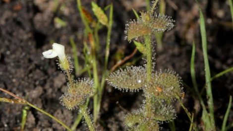 Descubren 74 especies de plantas y hongos en todo el mundo
