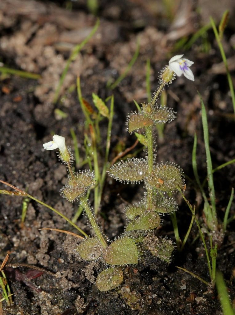 Descubren 74 especies de plantas y hongos en todo el mundo