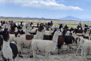 Producción de camélidos en Oruro