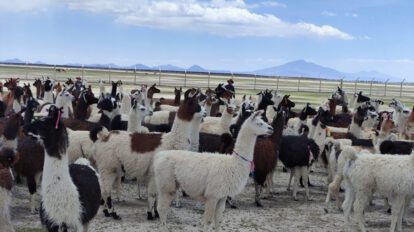 Producción de camélidos en Oruro