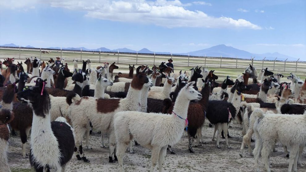 Producción de camélidos en Oruro