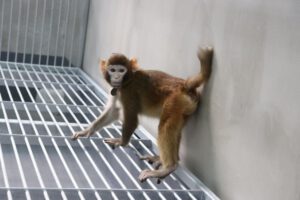 Fotografía del clonación de mono rhesus