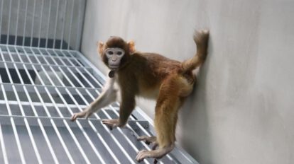 Fotografía del clonación de mono rhesus