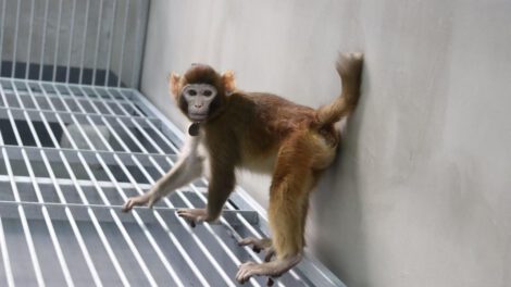 Fotografía del clonación de mono rhesus