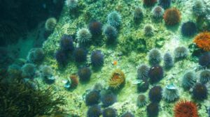 Impacto del petróleo en invertebrados marinos