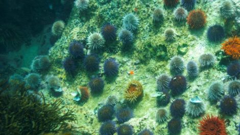 Impacto del petróleo en invertebrados marinos