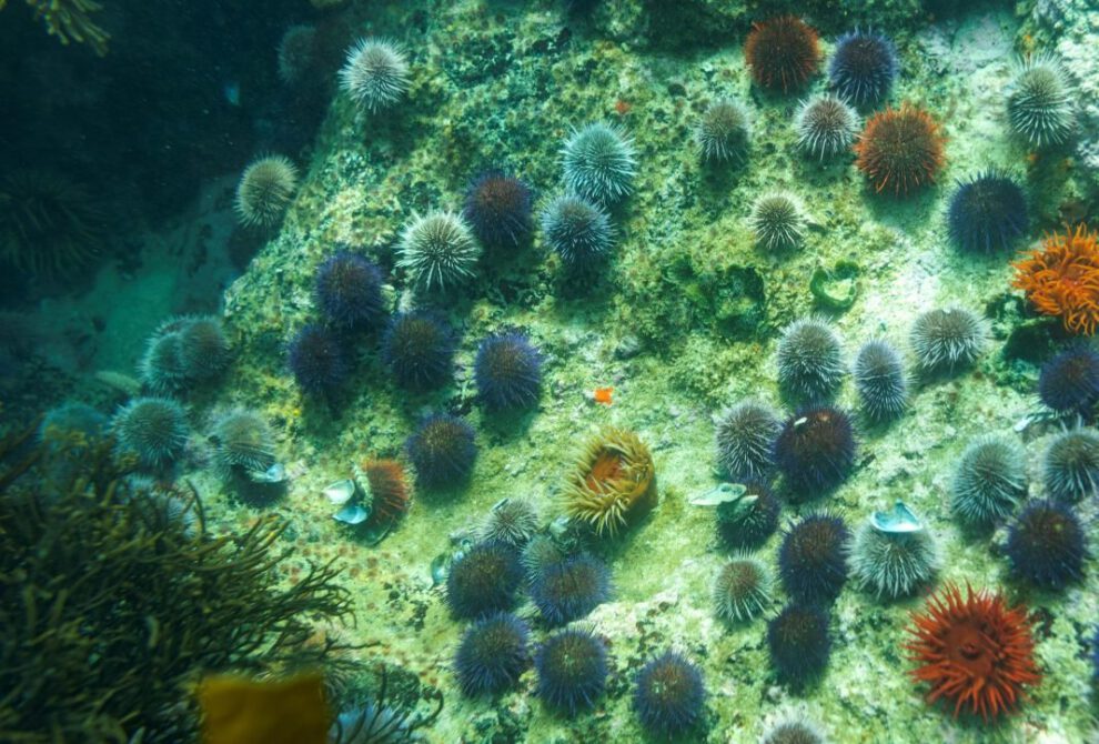 Impacto del petróleo en invertebrados marinos