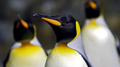 Descubren nuevas colonias de pingüinos emperador en la Antártida