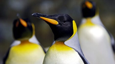Descubren nuevas colonias de pingüinos emperador en la Antártida