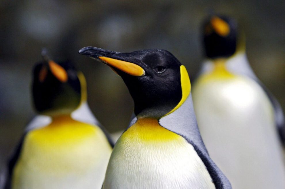 Descubren nuevas colonias de pingüinos emperador en la Antártida