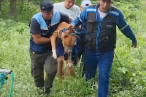 Pitbulls atacan a hombre de la tercera edad