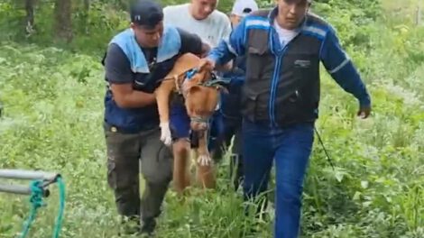 Pitbulls atacan a hombre de la tercera edad