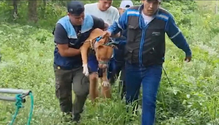 Pitbulls atacan a hombre de la tercera edad