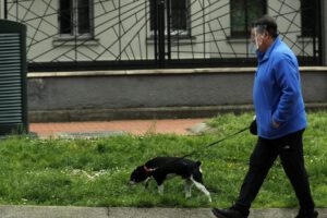 Descuento en impuestos por adoptar perros en Misterbianco