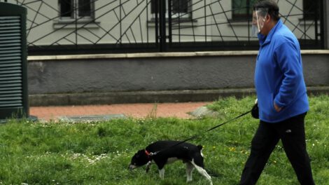Descuento en impuestos por adoptar perros en Misterbianco