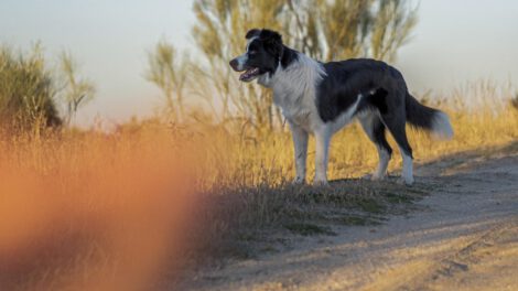 Esperanza de vida de perros según estudio