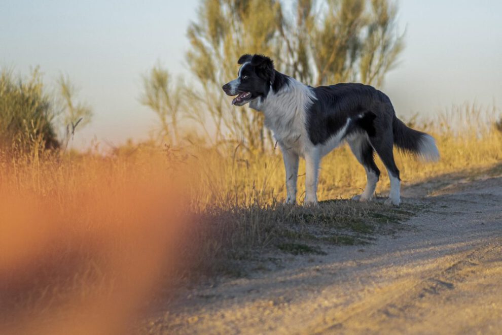 Esperanza de vida de perros según estudio