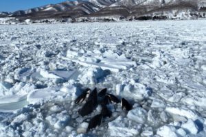 Orcas atrapadas en hielo a la deriva frente a la costa de Hokkaido