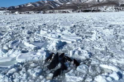 Orcas atrapadas en hielo a la deriva frente a la costa de Hokkaido