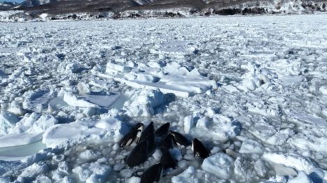 Orcas atrapadas en hielo a la deriva frente a la costa de Hokkaido