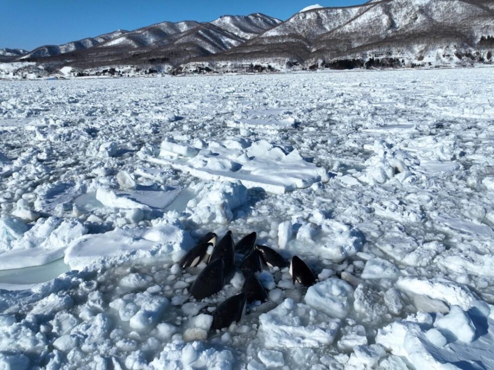 Orcas atrapadas en hielo a la deriva frente a la costa de Hokkaido