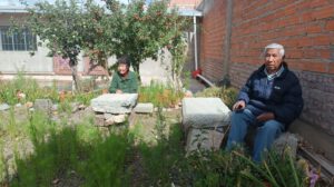 Hermanos Mendieta cultivo choclo en su patio