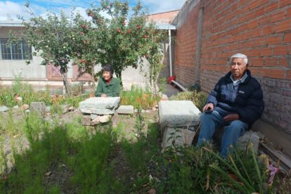 Hermanos Mendieta cultivo choclo en su patio