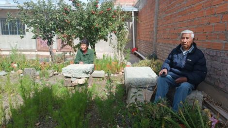 Hermanos Mendieta cultivo choclo en su patio