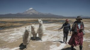 ProCamélidos: el proyecto que transforma la vida de mujeres bolivianas en la cadena productiva de charque