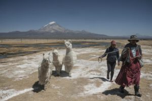 ProCamélidos: el proyecto que transforma la vida de mujeres bolivianas en la cadena productiva de charque