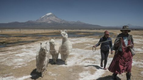 ProCamélidos: el proyecto que transforma la vida de mujeres bolivianas en la cadena productiva de charque