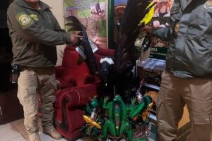 Decomisos de animales en Carnaval de Oruro