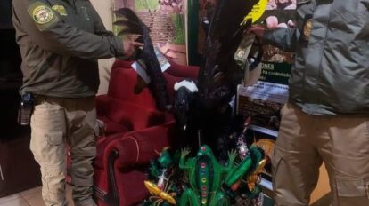 Decomisos de animales en Carnaval de Oruro