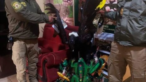 Decomisos de animales en Carnaval de Oruro