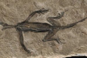 Tridentinosaurus antiquus, fósil antiguo de los Alpes