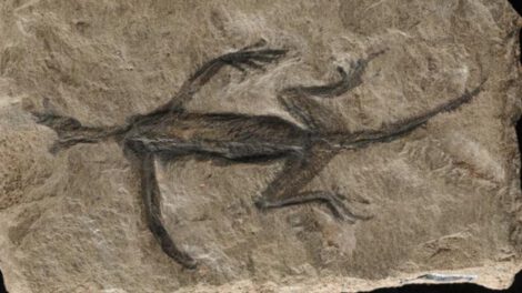 Tridentinosaurus antiquus, fósil antiguo de los Alpes
