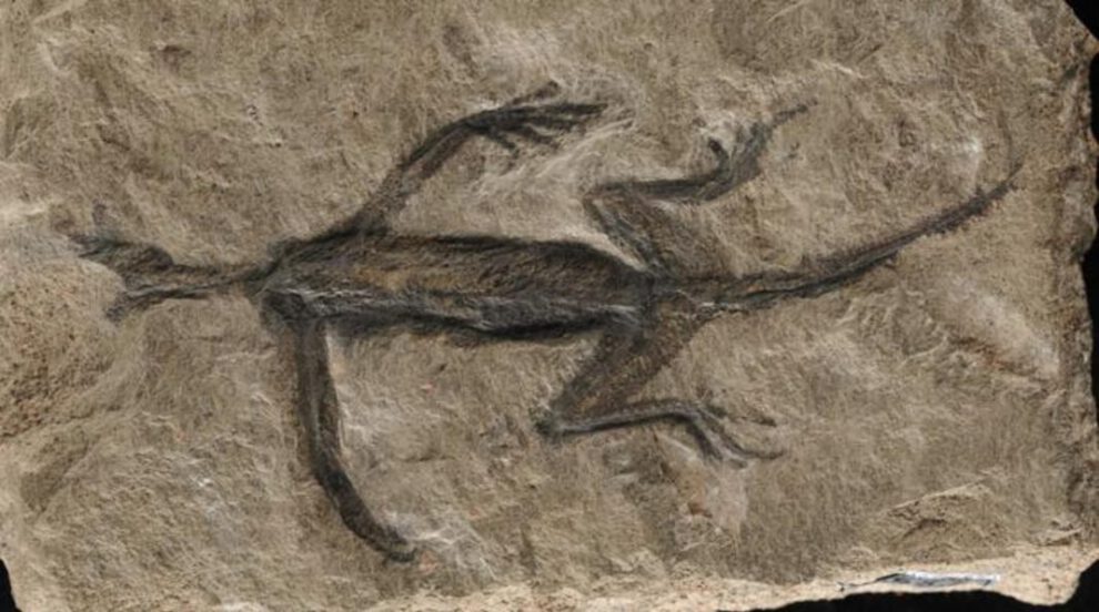 Tridentinosaurus antiquus, fósil antiguo de los Alpes