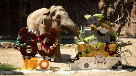 Elefanta Trompita cumple 63 años en el zoológico La Aurora