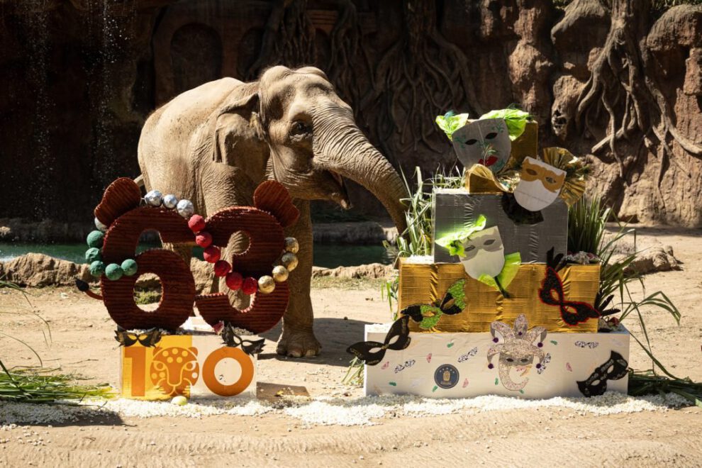 Elefanta Trompita cumple 63 años en el zoológico La Aurora