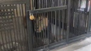 Hombre muere tras ser atacado por un león en zoológico en India