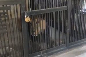 Hombre muere tras ser atacado por un león en zoológico en India
