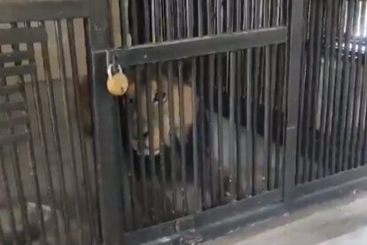 Hombre muere tras ser atacado por un león en zoológico en India