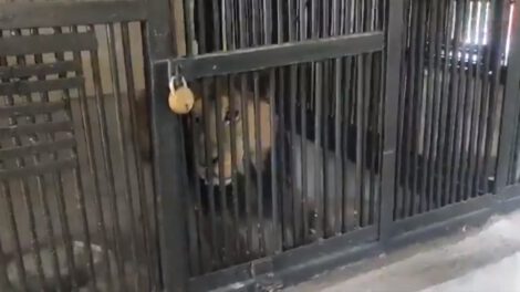 Hombre muere tras ser atacado por un león en zoológico en India